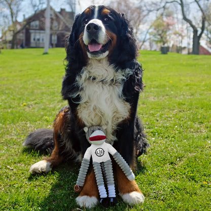 NCAA South Carolina Gamecocks Team Sock Monkey